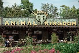  Disney's Animal Kingdom Theme Park